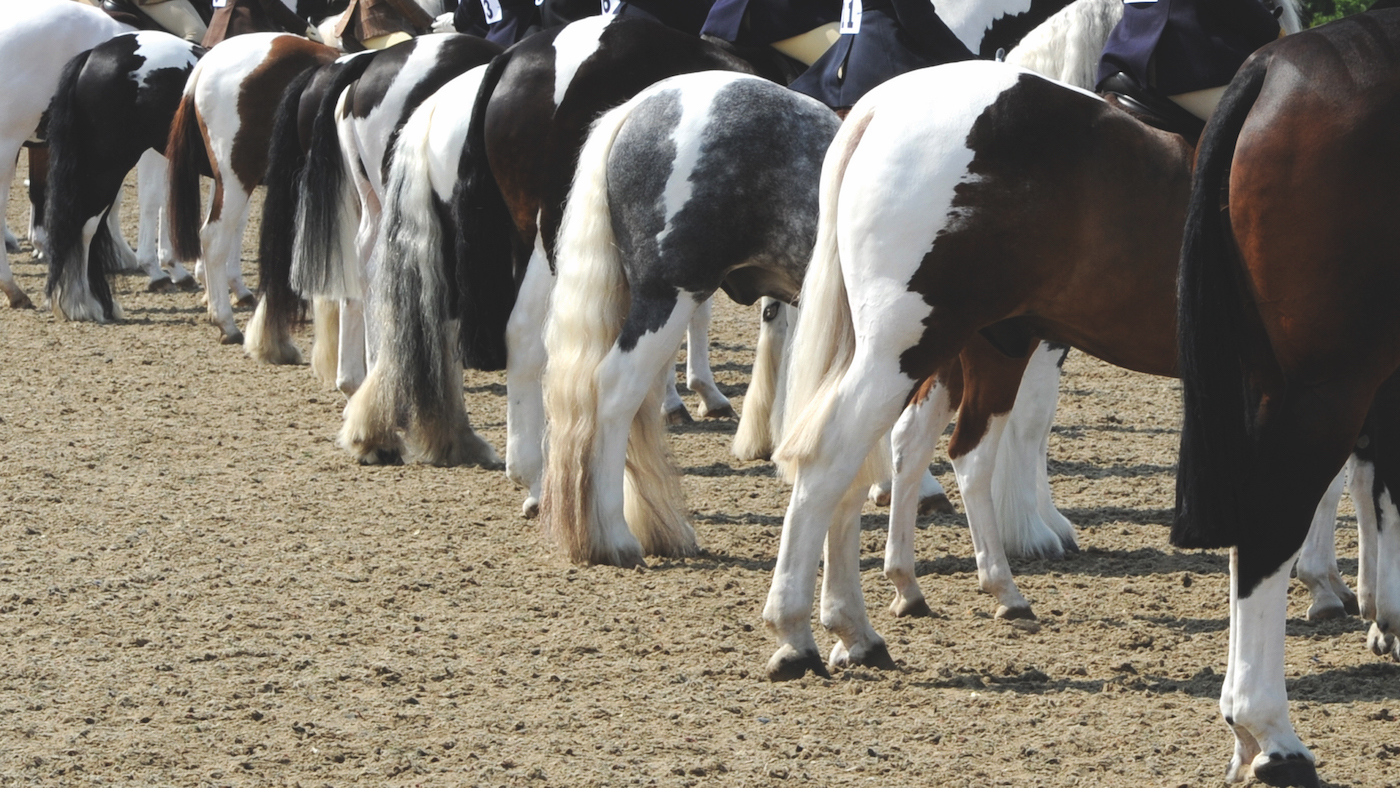 A line up of coloured ridden ponies bottoms in the show ring.