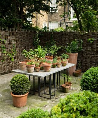 potted plants on table