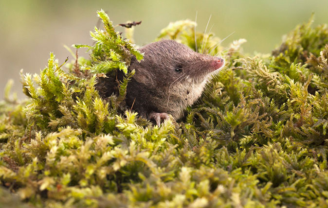 A Eurasian water shrew (Neomys fodiens)