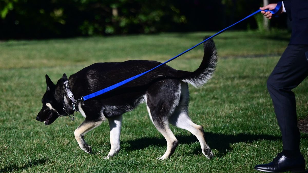 President Joe Biden&#039;s Dog Major being walked on a lead on the lawn of the White House