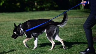 President Joe Biden's Dog Major being walked on a lead on the lawn of the White House