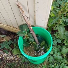 Green mosquito bucket of doom in shady garden