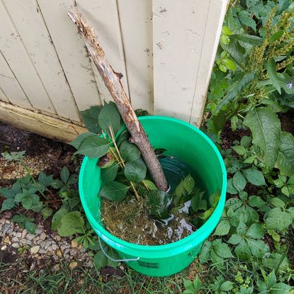 Green mosquito bucket of doom in shady garden
