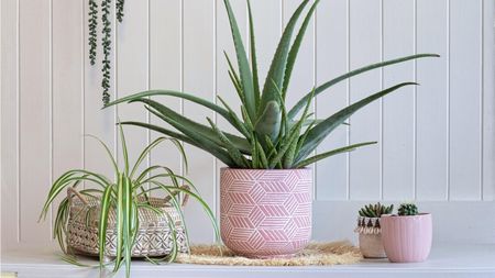 unexpected uses of aloe vera plants