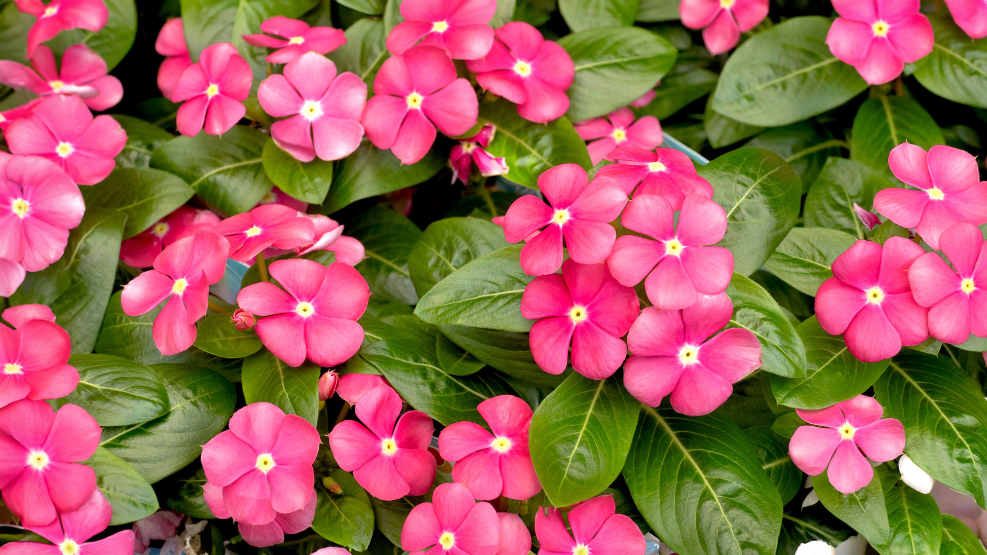 periwinkle plants with bright pink flowers
