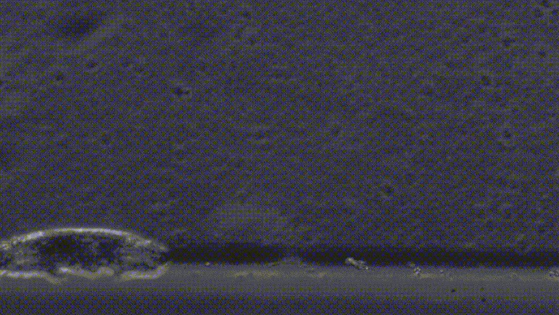 A scuttling tardigrade hurries to its next appointment.