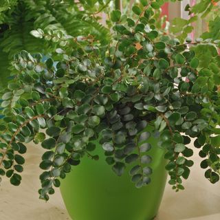 close up of button fern in green pot