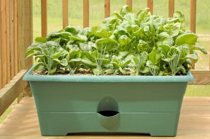Spinach Growing In A Container
