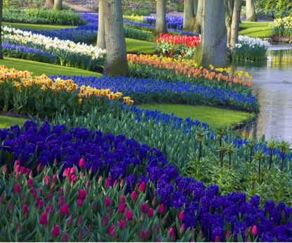 Keukenhof's 75th jubilee to spotlight bulb and perennials | Homes & Gardens