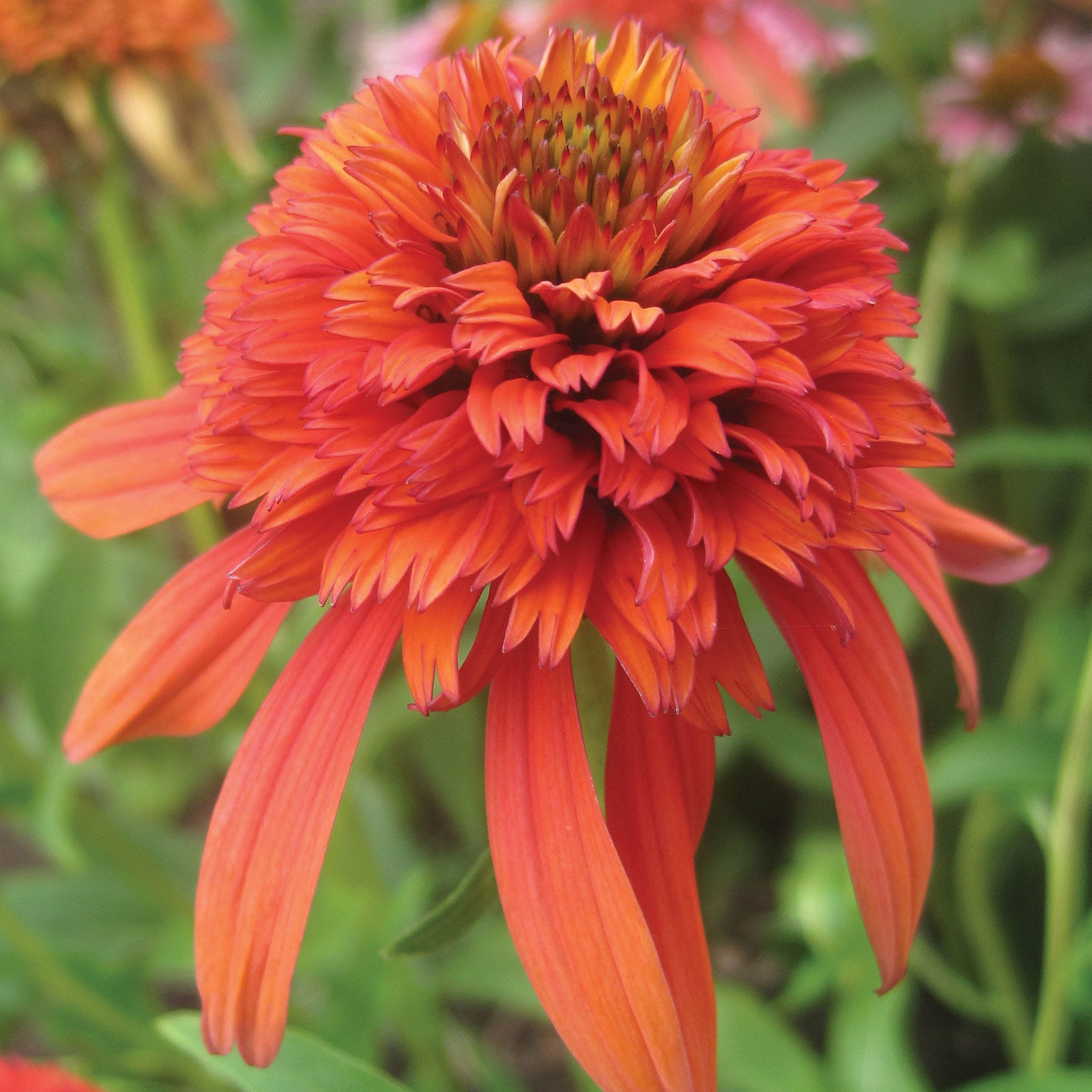 Hot Papaya Echinacea Plant