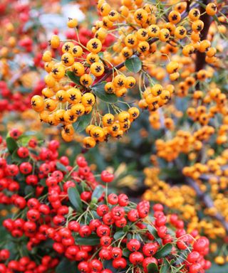 Firethorn berries