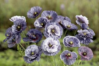 Amazing Grey poppy from Suttons