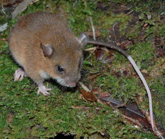 Mountain mouse