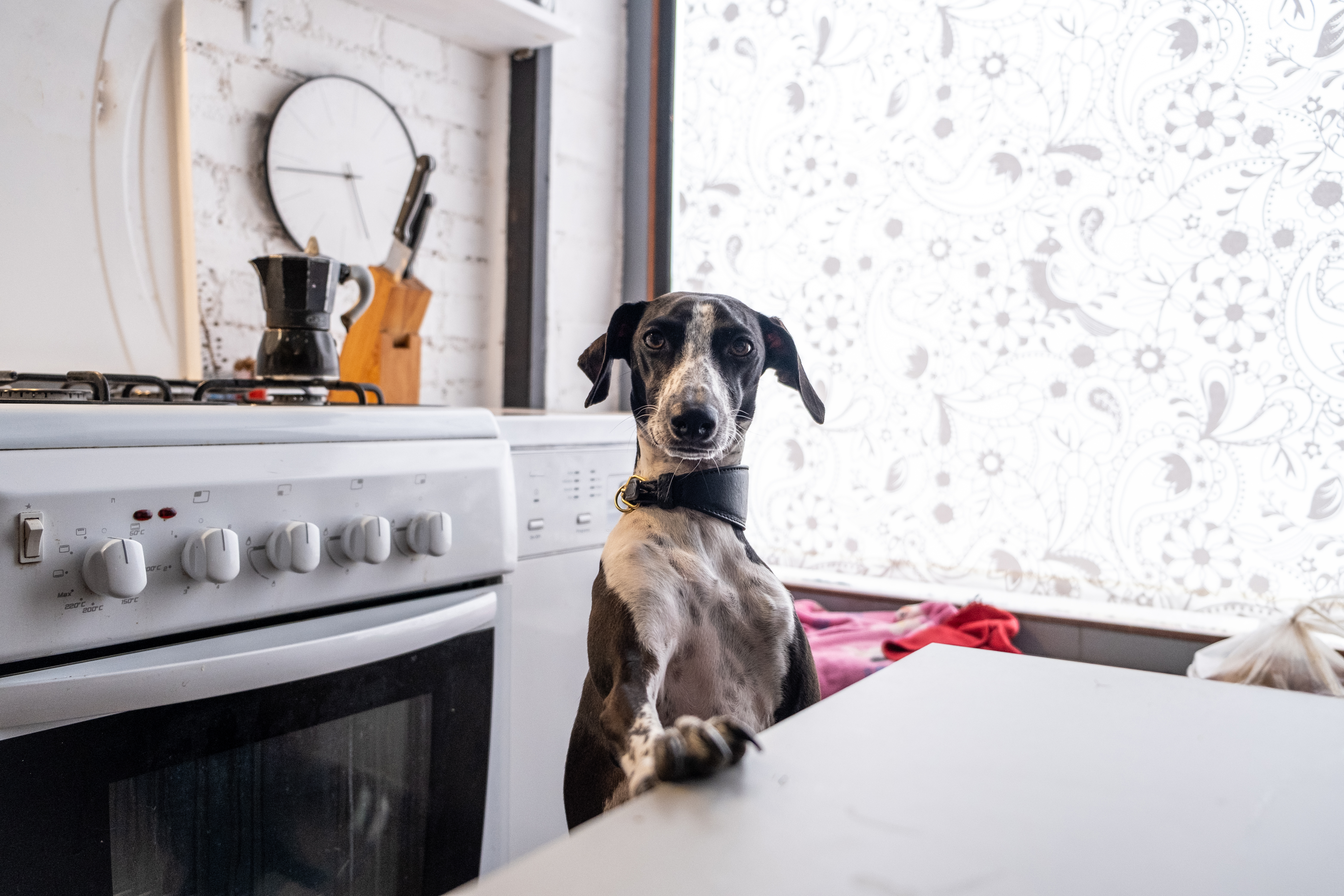 A photograph of an Italian greyhound dog with its paws on a kitchen counter.