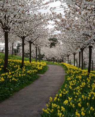 The Cherry Orchard in full bloom at The Alnwick Garden, Alnwick, Northumberland.