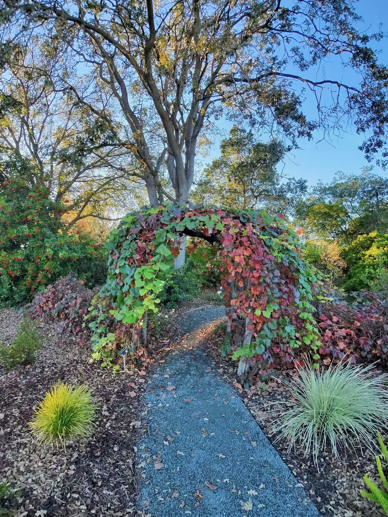 A photo taken with the Oakley Meta Vanguard smart glasses, showing a vine-covered awning with a path underneath it and a tree behind it.