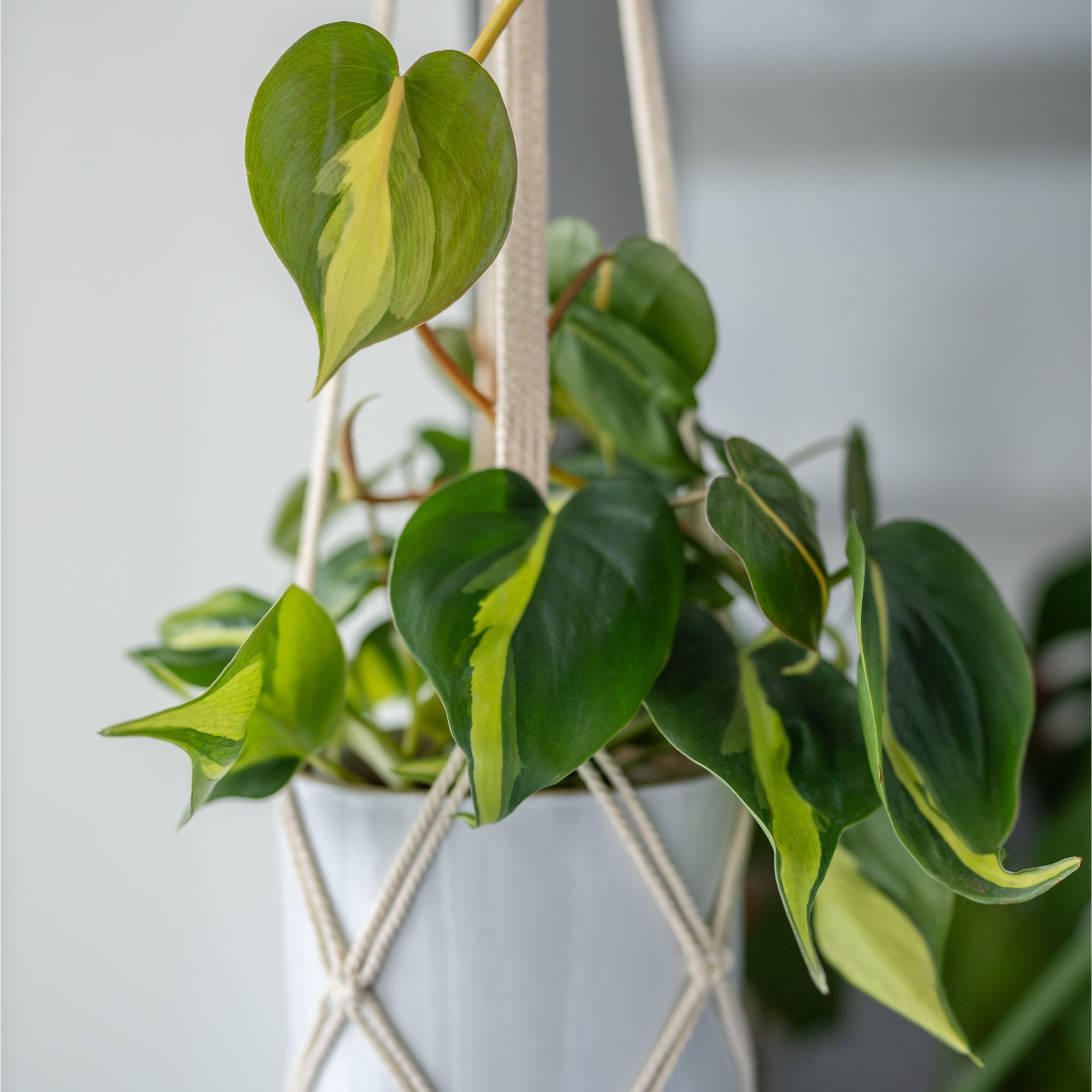 Philodendron scandens 'Brasil' houseplant