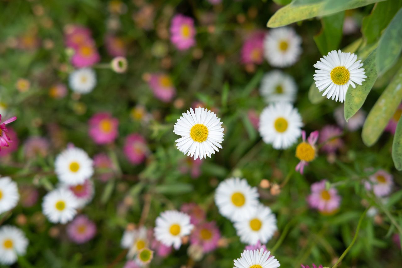 White and pink daisies