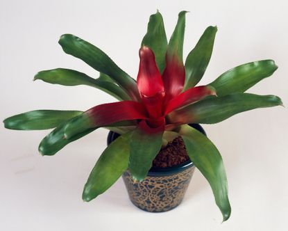 Air purifying plants: 12 indoor varieties to grow | Gardeningetc