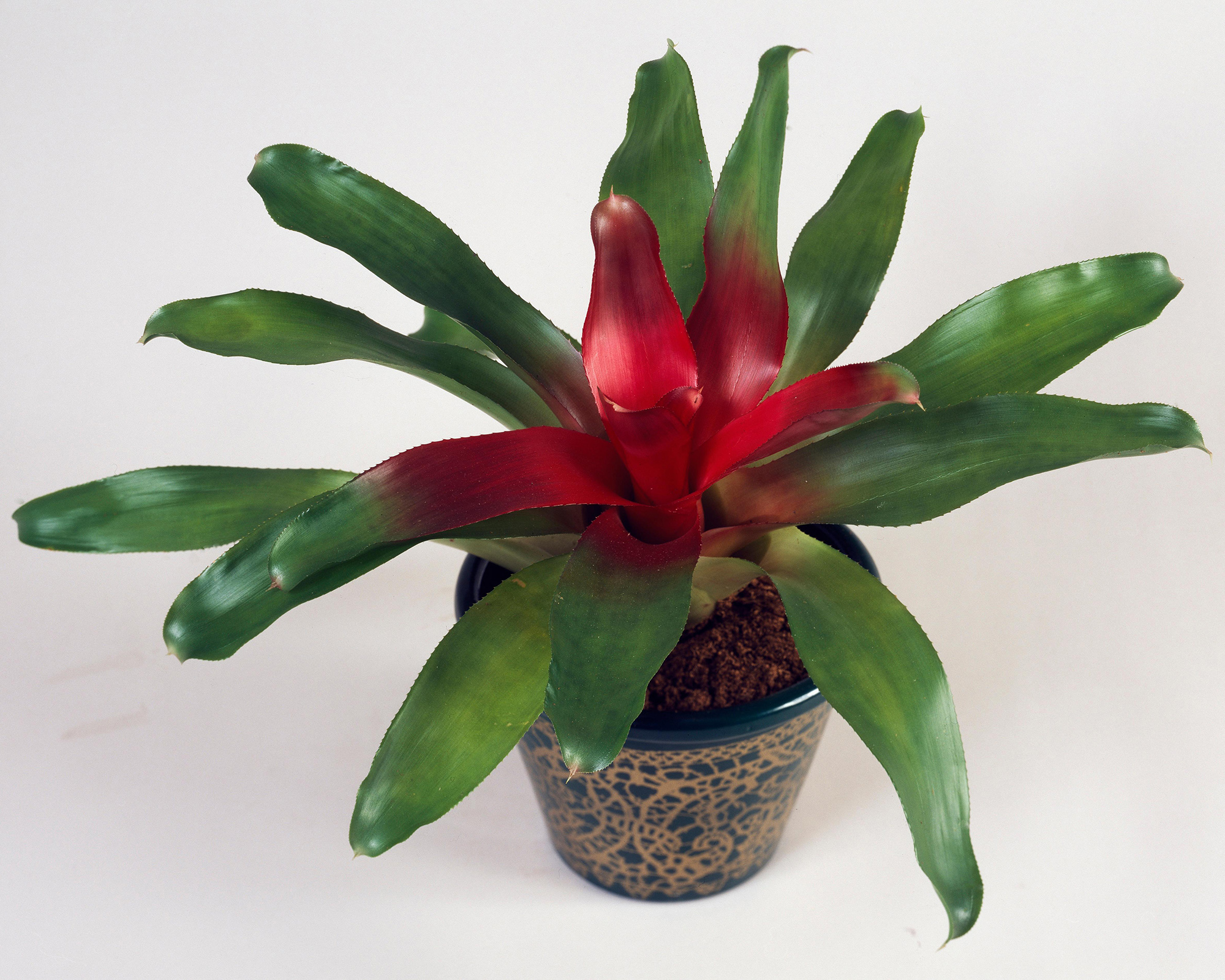 Blushing bromeliad (Neoregelia carolinae Meyendorffii), Bromeliaceae