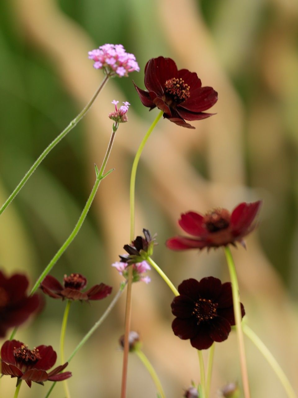 12 easy flowers to grow in pots, in the garden or inside your home