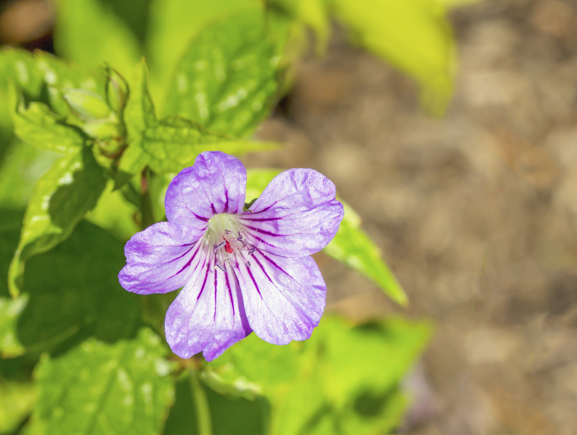 Geranium nodosum (Cranesbill Geranium)