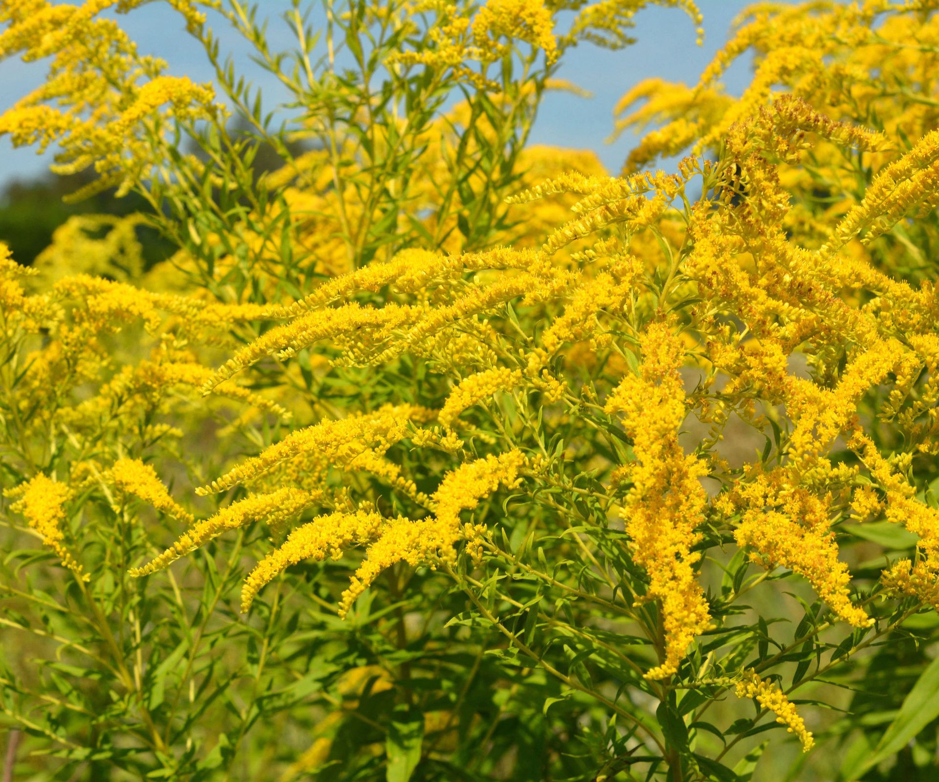 goldenrod plant with bright yellow flowers