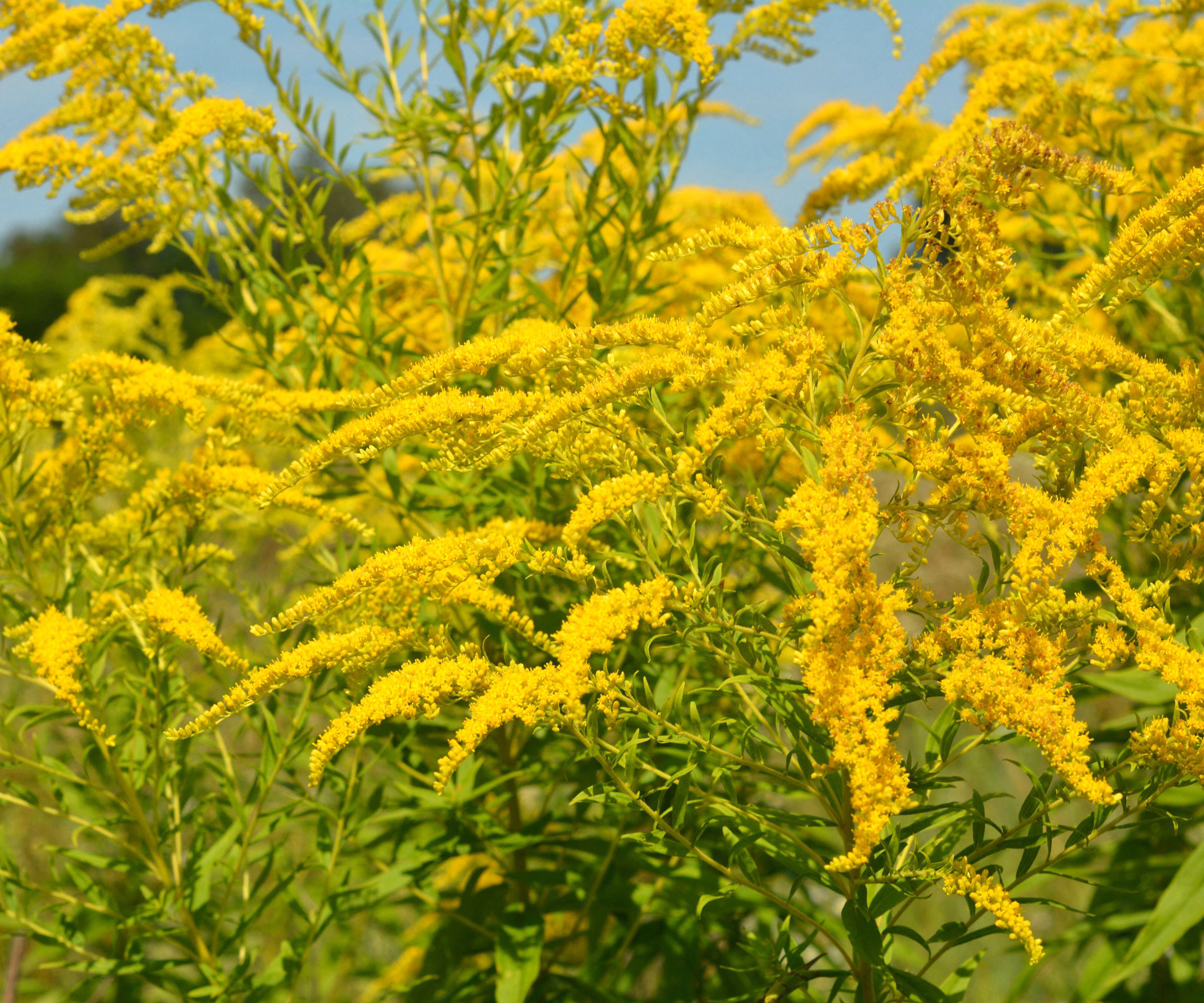 goldenrod plant with bright yellow flowers