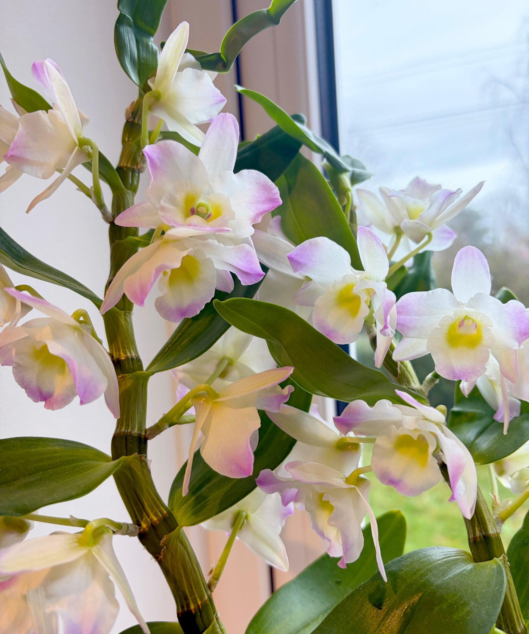 Dendrobium orchid by a window