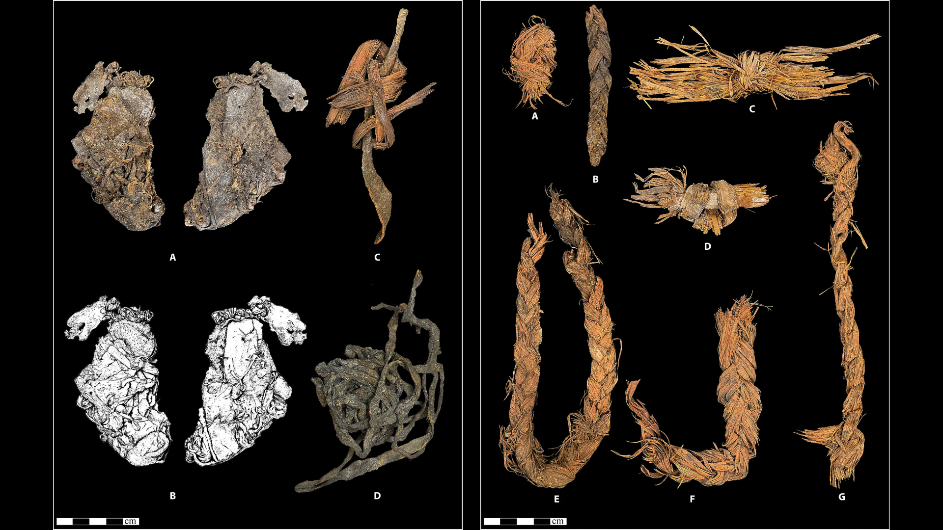 Composite of prehistoric animal hide and plant fiber braided cordage