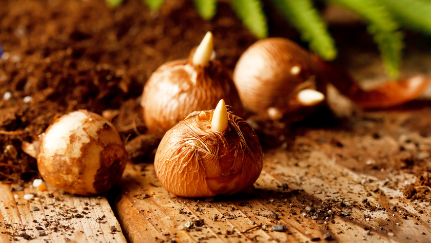 Bulbs on a planting table