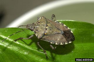 Brown marmorated stink bugs feed on 'about anything that makes a seed or a fruit,' said Ames Herbert, a Virginia Tech University entomologist.