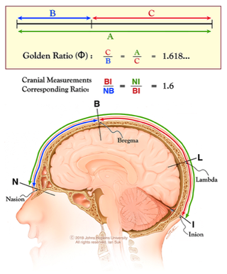 The ratios of two imaginary lines in the human skull might follow the golden ratio, a new study suggests.