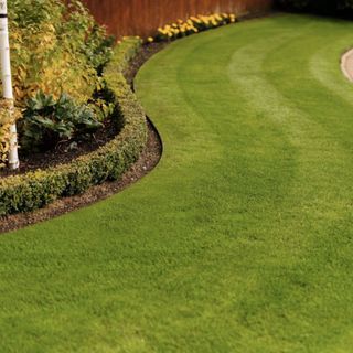 Lawn with plant border