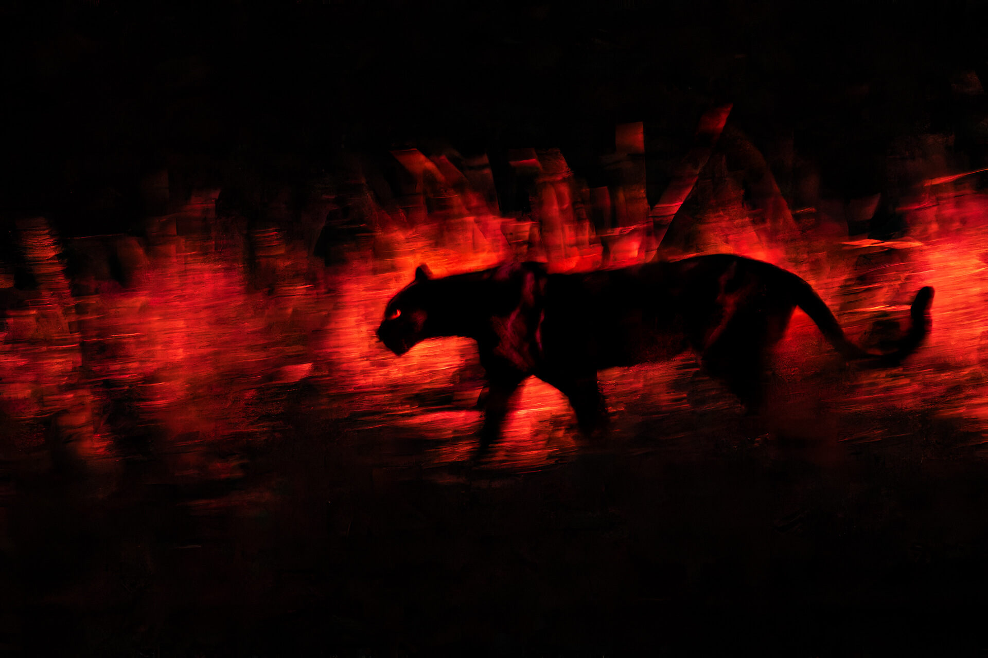 A nighttime shot of a silhouetted prowling black panther against red light from a nocturnal lamp.
