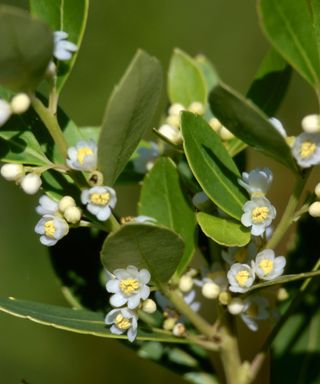 ilex glabra also known as inkberry and gallberry