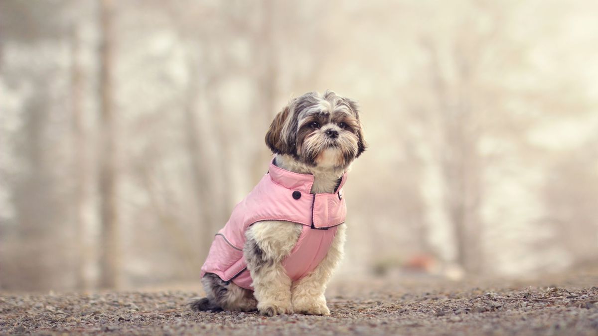 Pets Getting Scared 32 ways to support a scared or anxious pet | PetsRadar