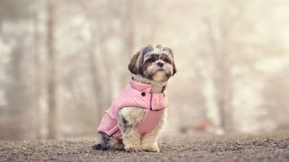 Dog with a pink calming coat on