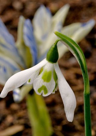 GALANTHUS 'HEFFALUMP' (SNOWDROP) AT THE GARDEN HOUSE DEVON ENGLAND