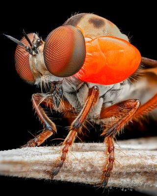 Close up photo of a bright red bloodsucking mite on the head of a fly.