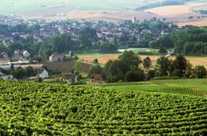 Chablis vineyards