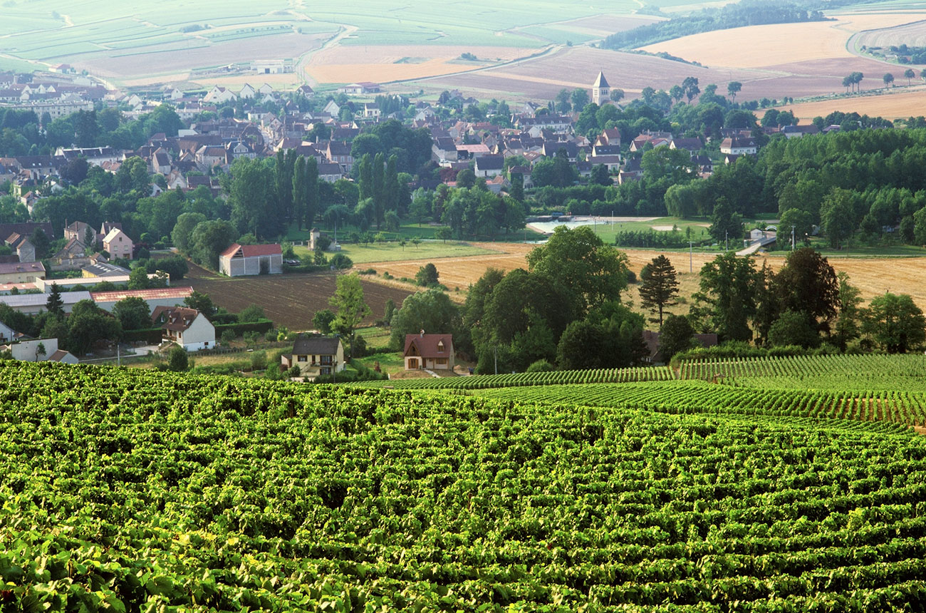 Chablis vineyards