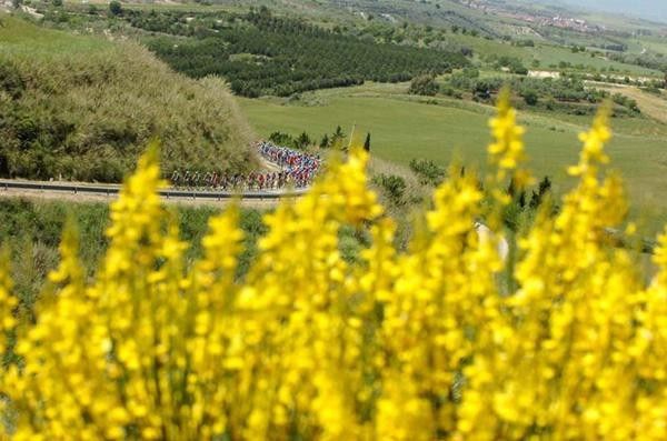 The peloton rolls along the green Sardinian countryside.