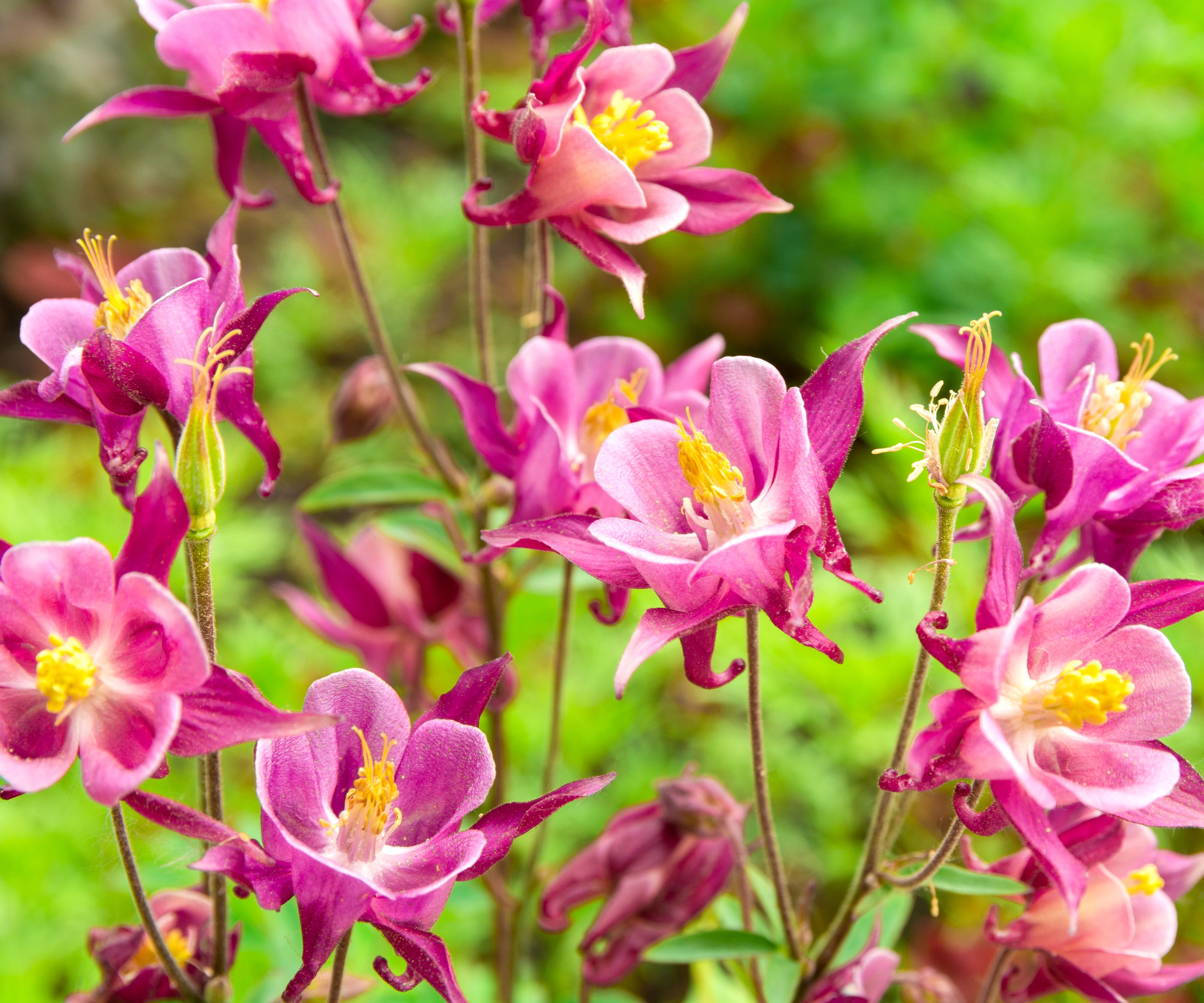 cluster of columbine plants in garden with purple and pink and yellow flower heads