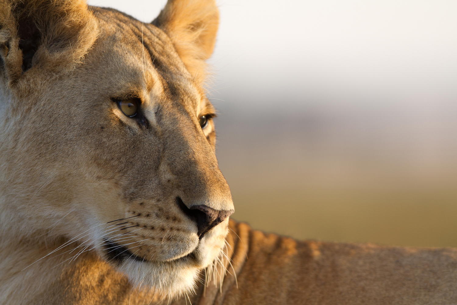 In Photos: The Lions of Kenya's Masai Mara | Live Science