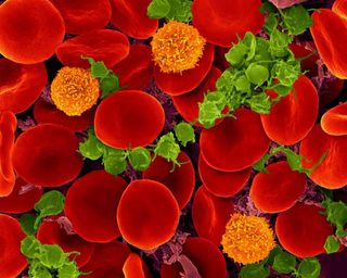 Oxygen-transporting red blood cells.