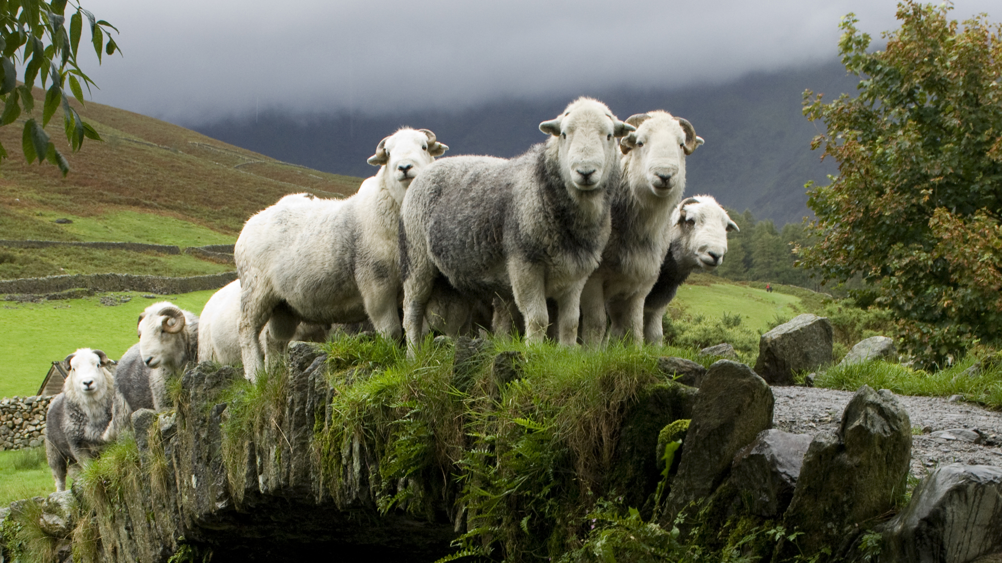 Flock of Herdwick sheep crossing an old pack horse bridge