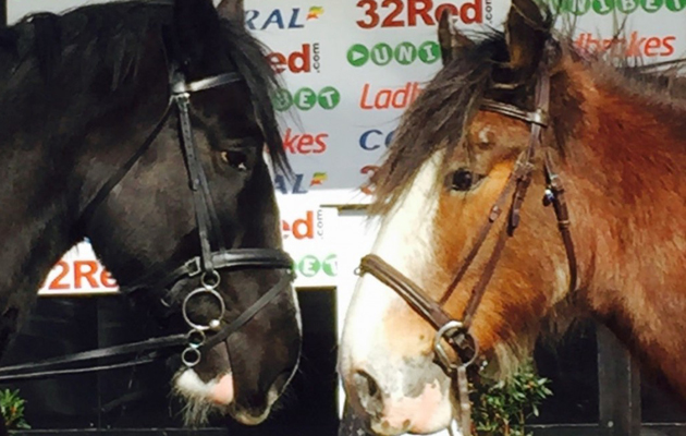 shires and clydesdales race