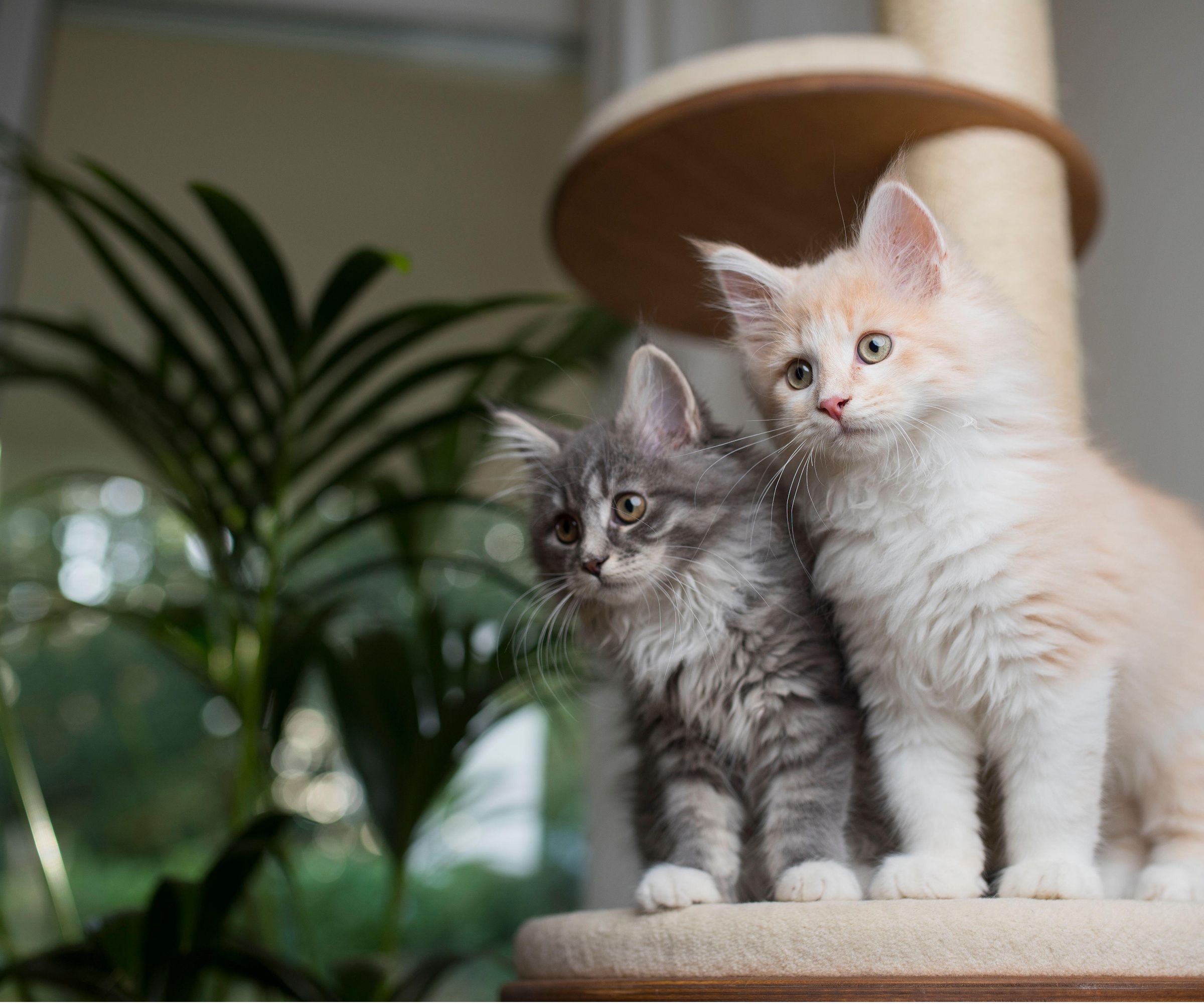 Cats looking at houseplants