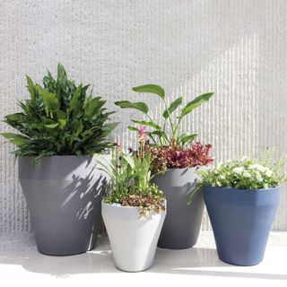 mixed containers filled with plants